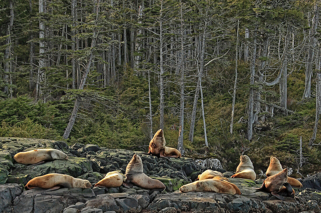 Sea lions on rocks near Port Hardy, Vancouver Island, British Columbia