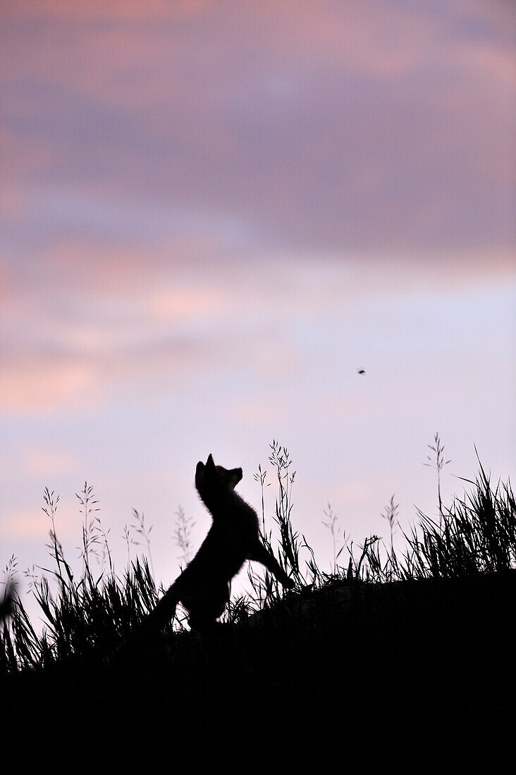 A red fox pup silhouetted against the night sky in a grass field, watching a bee buzzing around his head, Yukon