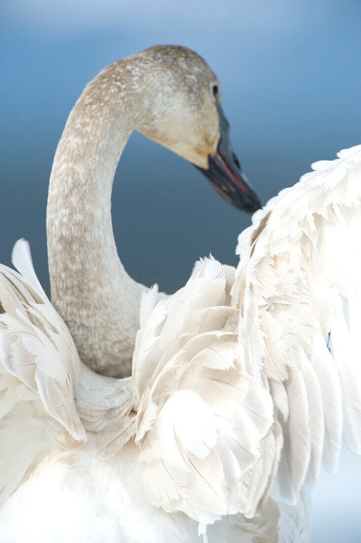 Trumpeter swan, southern lakes region, Yukon