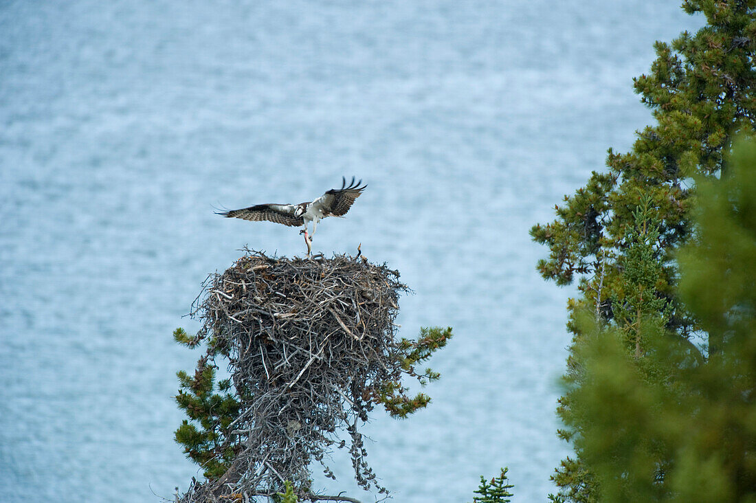 Osprey or Fish Eagle nest on Atlin Lake, Atlin Lake Provincial Park, Northern British Columbia