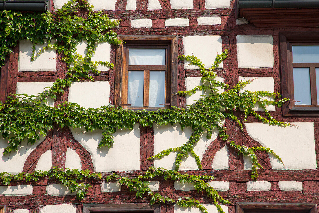 Timber frame house covered with ivy, Fuerth, Franconia, Bavaria, Germany