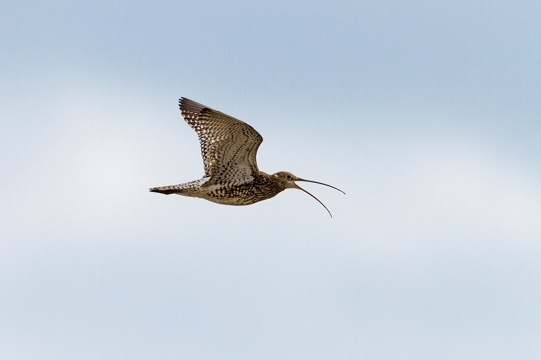 Großer Brachvogel im Flug, Numenius arquata, Spiekeroog, Nationalpark Niedersächsisches Wattenmeer, Ostfriesische Inseln, Deutschland