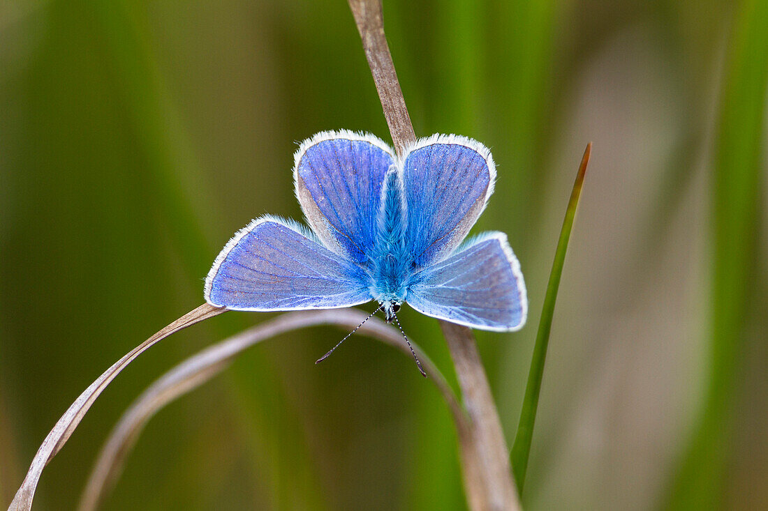 Common blue male butterfly, Polyommatus icarus, Spiekeroog Island, Nationalpark, North Sea, East Frisian Islands, East Frisia, Lower Saxony, Germany, Europe