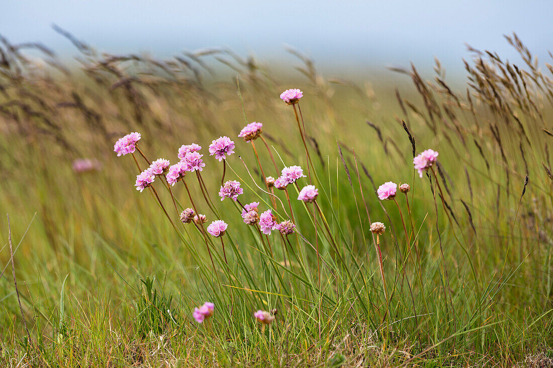 Strand-Grasnelken, Grasnelken, Armeria maritima, Spiekeroog, Ostfriesische Inseln, Nationalpark Niedersächsisches Wattenmeer, Nordsee, Ostfriesland, Niedersachsen, Deutschland, Europa