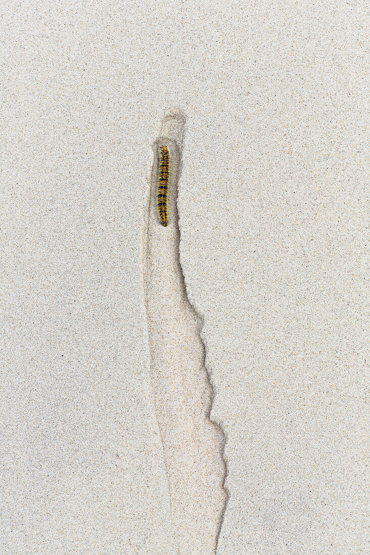 Caterpillar climbing a dune, Spiekeroog Island, North Sea, National Park, East Frisian Islands, East Frisia, Lower Saxony, Germany, Europe