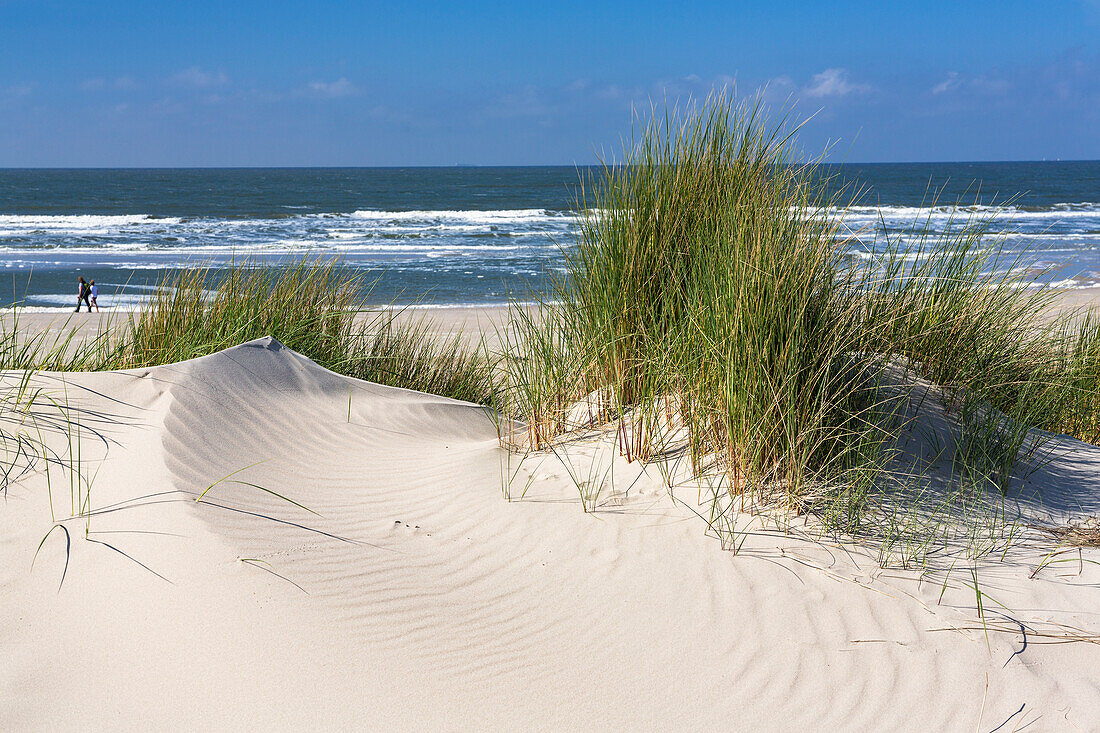 Dunes with grass, Ammophila arenaria, Spiekeroog Island, National Park, North Sea, East Frisian Islands, East Frisia, Lower Saxony, Germany, Europe