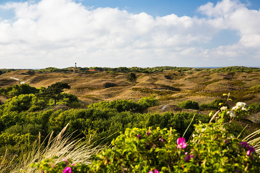 Dünen, Blick von Aussichtsdüne, Spiekeroog, Ostfriesische Inseln, Nationalpark Niedersächsisches Wattenmeer, Nordsee, Ostfriesland, Niedersachsen, Deutschland, Europa