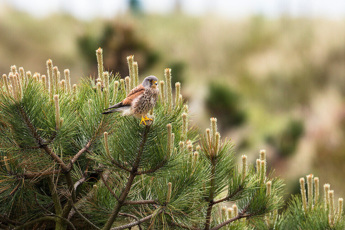 Kestrel in a pine tree, Falco tinnunculus, male, Spiekeroog Island, Nationalpark, North Sea, East Frisian Islands, East Frisia, Lower Saxony, Germany, Europe