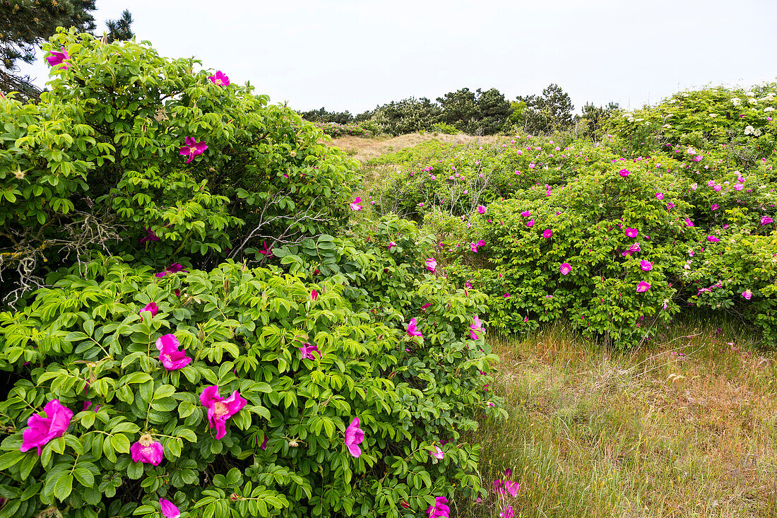 Dunes with roses, Rosa rugosa, Spiekeroog Island, National Park, North Sea, East Frisian Islands, East Frisia, Lower Saxony, Germany, Europe