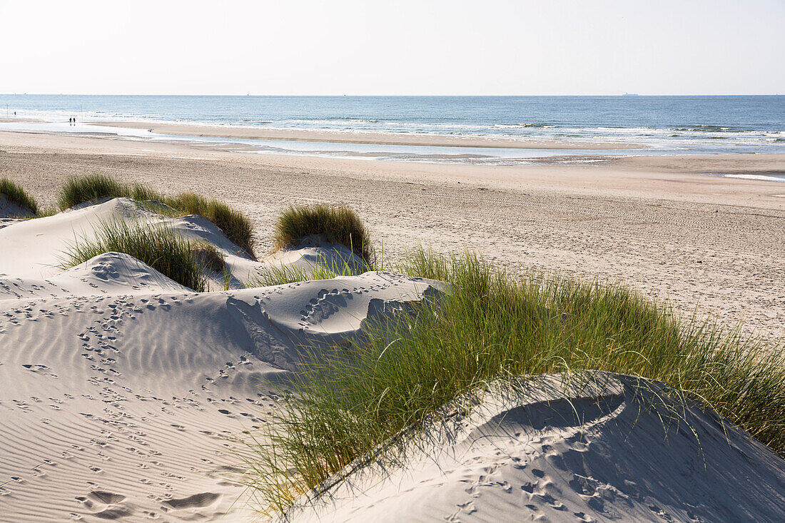 Dunes with grass, Ammophila arenaria, Spiekeroog Island, National Park, North Sea, East Frisian Islands, East Frisia, Lower Saxony, Germany, Europe