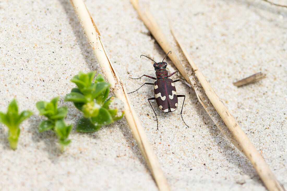 Brauner Sandlaufkäfer, Cicindela hybrida, Nahaufnahme, Ostfriesische Inseln, Niedersachsen, Deutschland