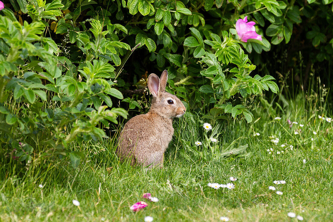 Rabbit in front of a ramanas rose, Oryctolagus cuniculus, Norderney Island, Lower Saxony, Germany