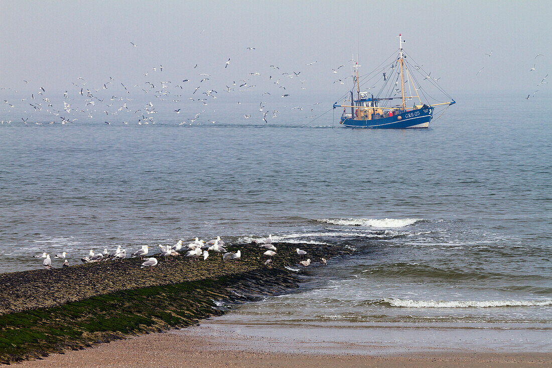 Fishing boat with gulls off Norderney Island, Nationalpark, North Sea, East Frisian Islands, East Frisia, Lower Saxony, Germany, Europe