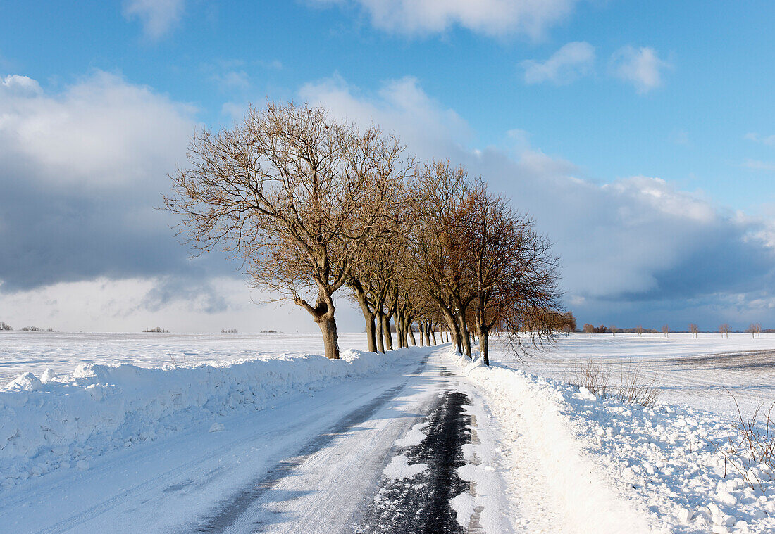 Tree-lined route between Putgarten and Altenkirchen in Winter, German Avenues Route, Island of Ruegen, Mecklenburg-Western Pomerania, Germany