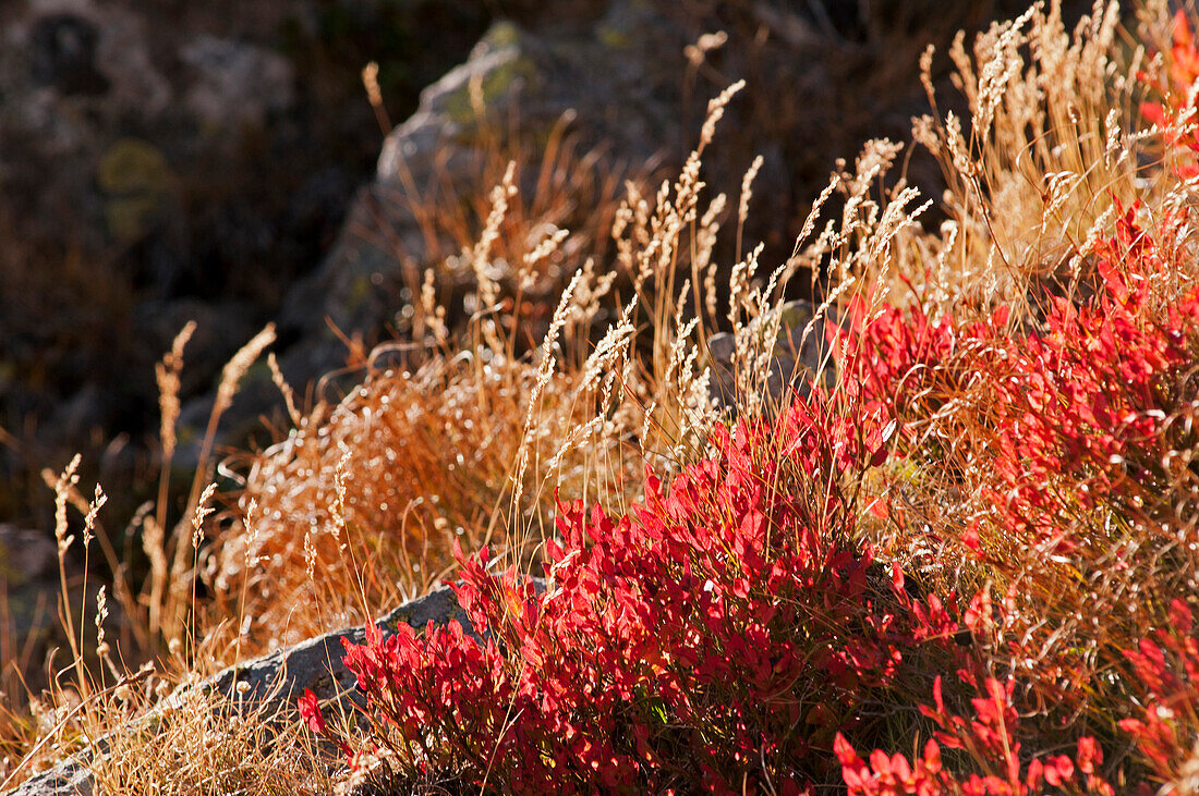 Blaubeerenbusch in Herbstfarben, Fagaras Gebirge, Transylvanien, Rumänien