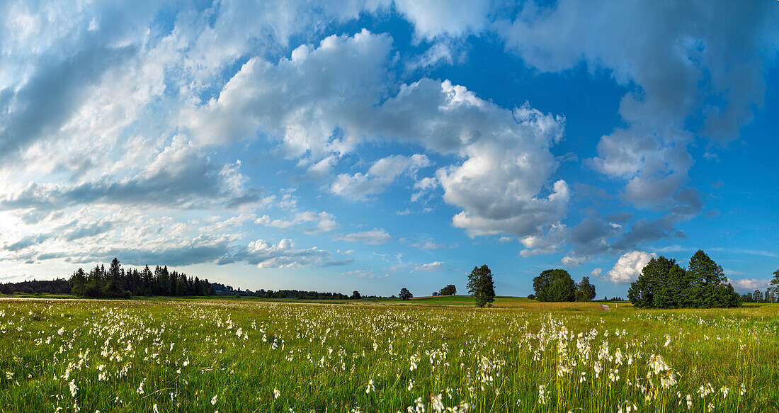 Meadow with cotton grass, Staffelsee Moor, Uffing, Upper Bavaria, Bavaria, Germany