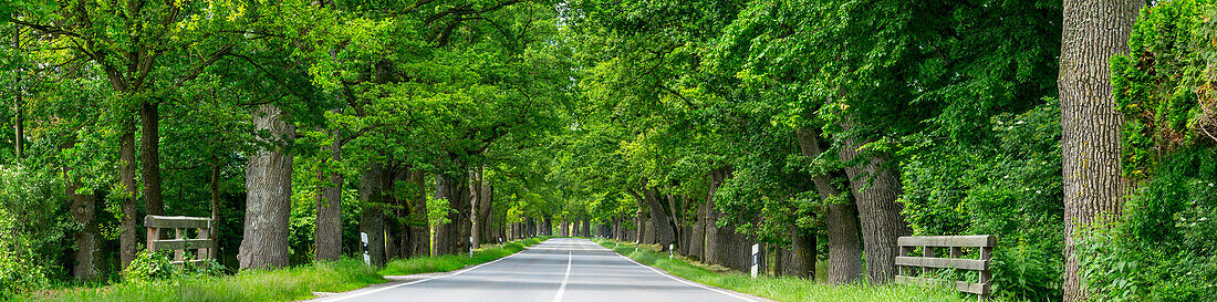 Oak-lined avenue near Seefeld, Pilsensee, Upper Bavaria, Bavaria, Germany
