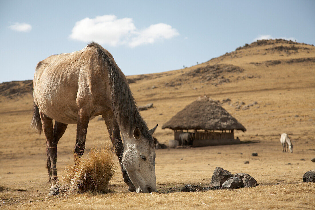 Grasende Pferde, Sämen-Nationalpark, Äthiopien