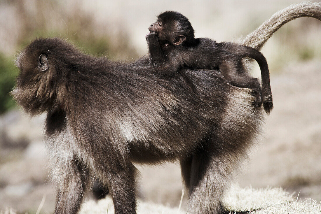 Baboon carrying young on back, Simien … – License image – 70443853 ...