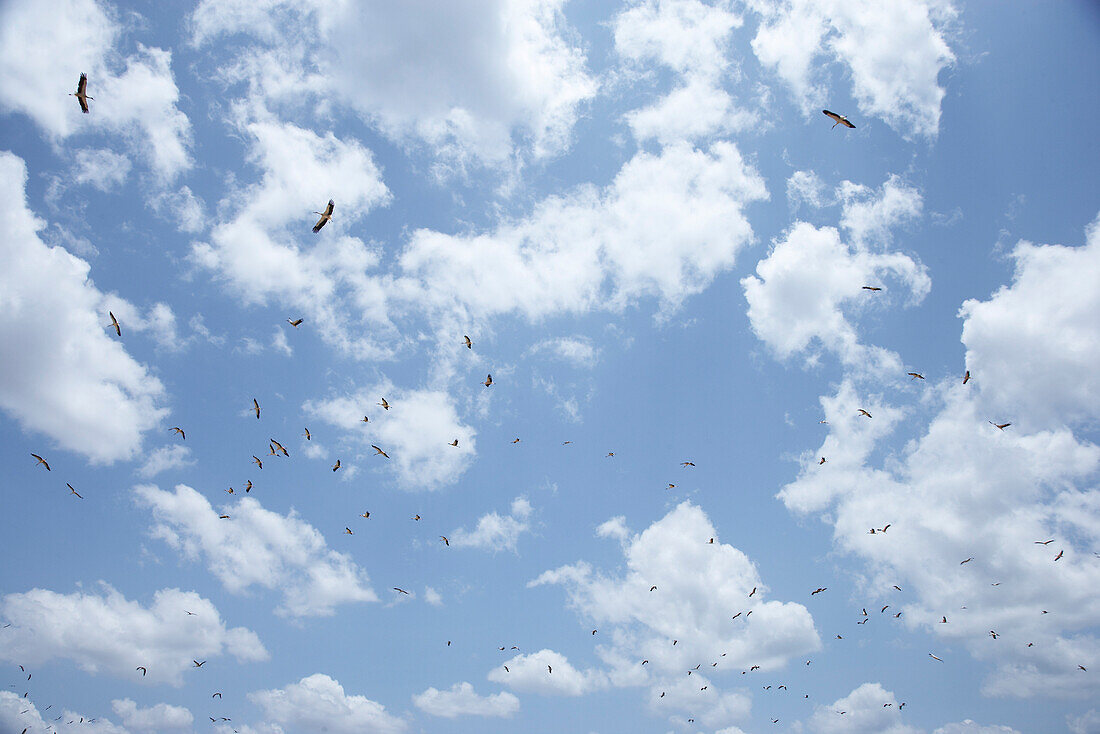 Kreisende Störche am Wolkenhimmel, Omo-Tal, Äthiopien