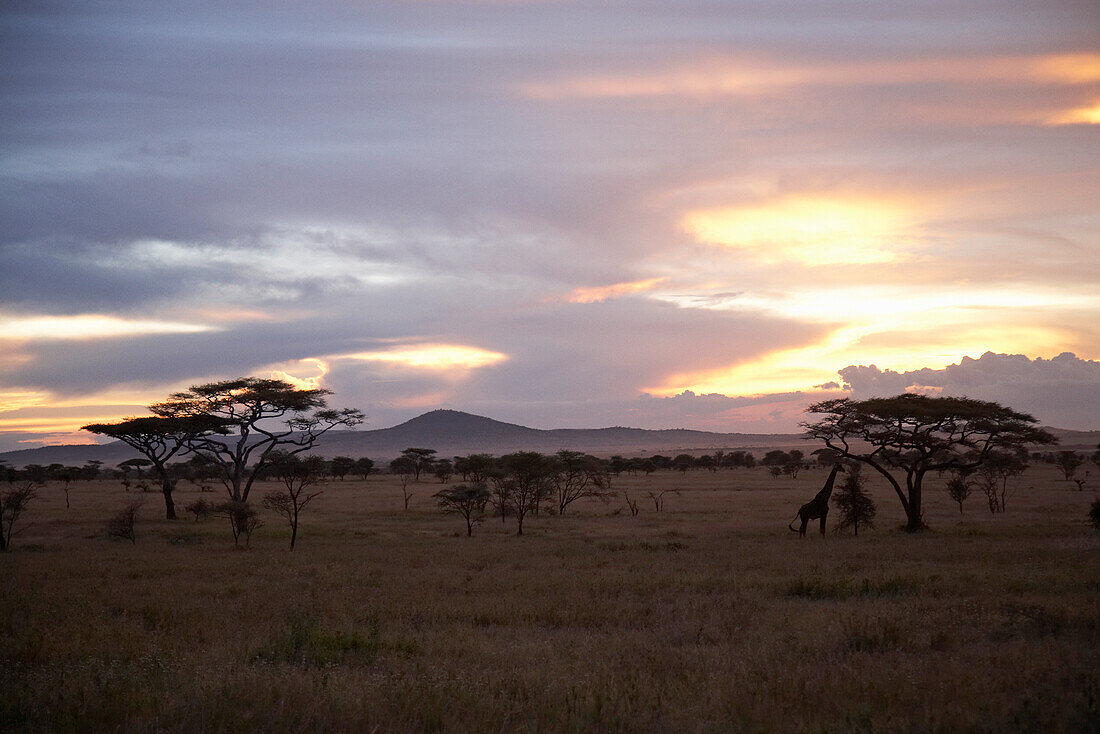 Savanne im Sonnenuntergang, Serengeti, Tansania