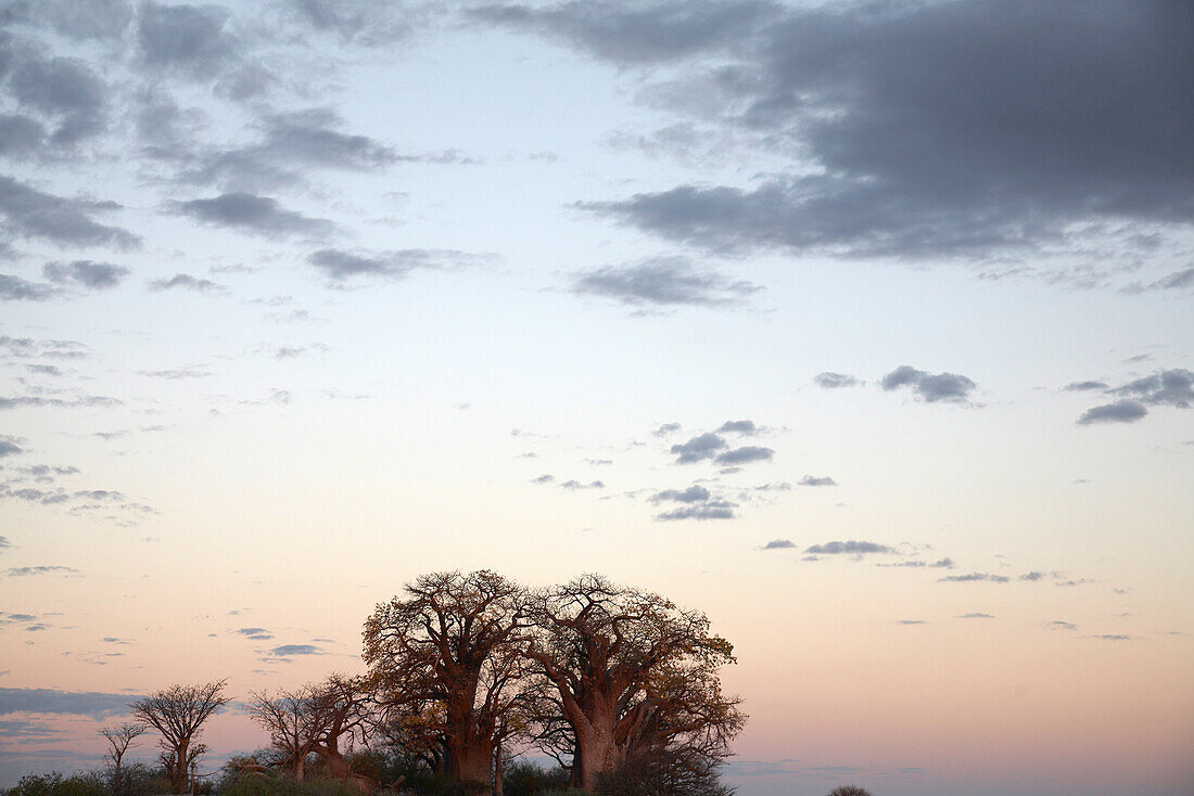 Baobabs im Sonnenuntergang, Nxai Pan Nationalpark, Botswana