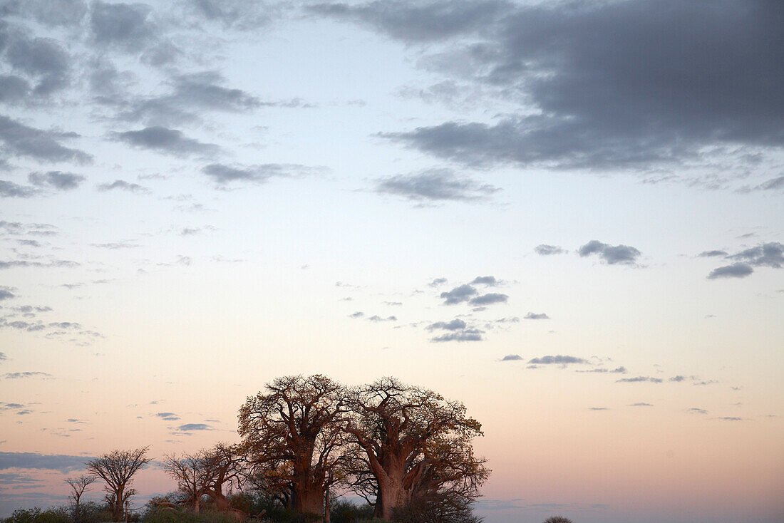 Baobabs in sunset, Nxai Pan National Park, Botswana