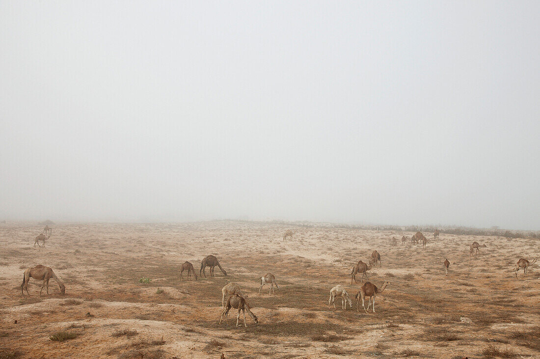 Dromedaries grazing between sand dunes, Nouakchott, Mauritania