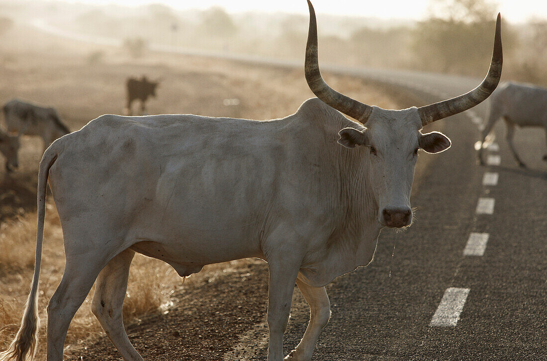 Rind überquert eine Straße, Mauretanien