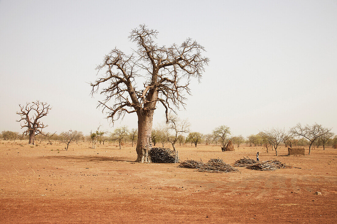 Holzstapel unter einem kahlen Baum, Dogon-Land, Region Mopti, Mali