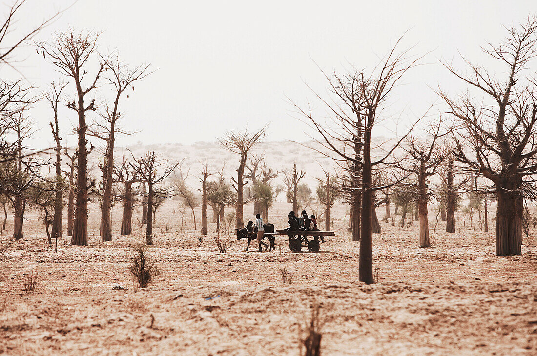 Kinder mit Karren ziehen durch kahle Baumlandschaft, Dogon-Land, Region Mopti, Mali