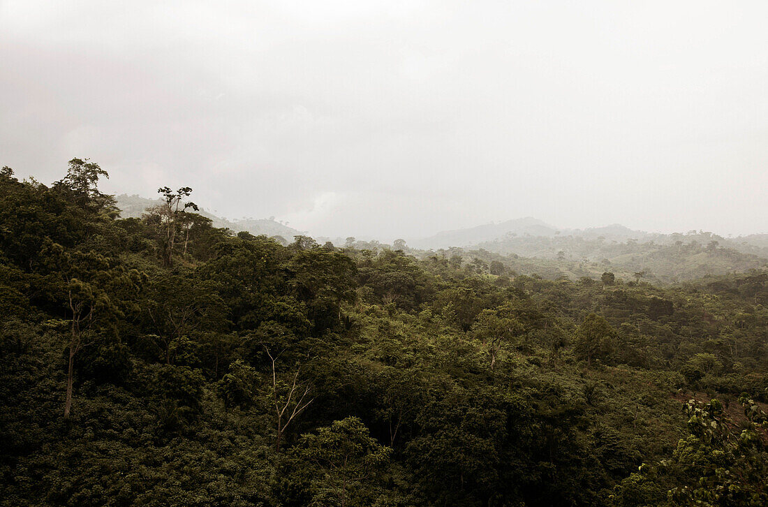 Rainforest, Benin