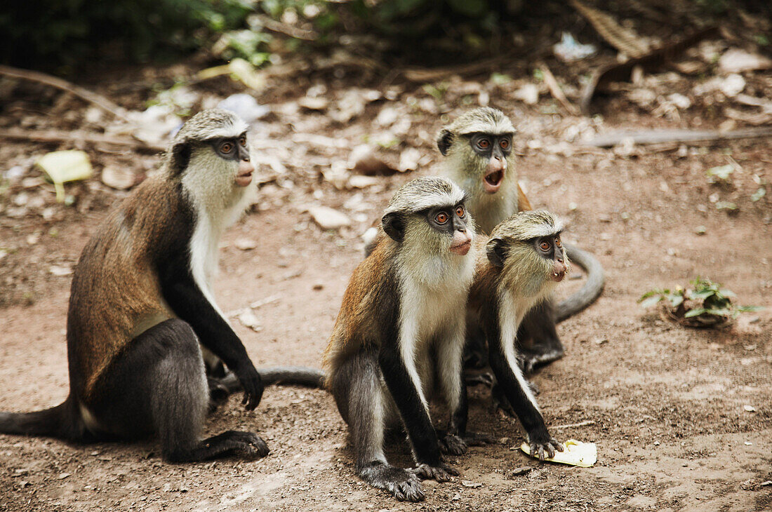 Mona monkeys, Lake Volta, Asuogyaman District, Ghana