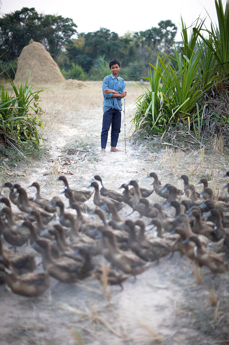 Duckherd with flock, Roluos, Siem Reap, Cambodia