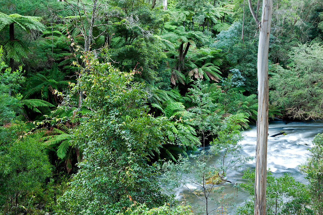Kühltemperierter Regenwald entlang des Errinundra River, Errinundra Nationalpark, Victoria, Australien