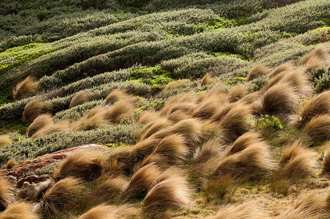 Starker Wind in Grasbüschel am Point Hicks, Croajingolong Nationalpark, Victoria, Australien