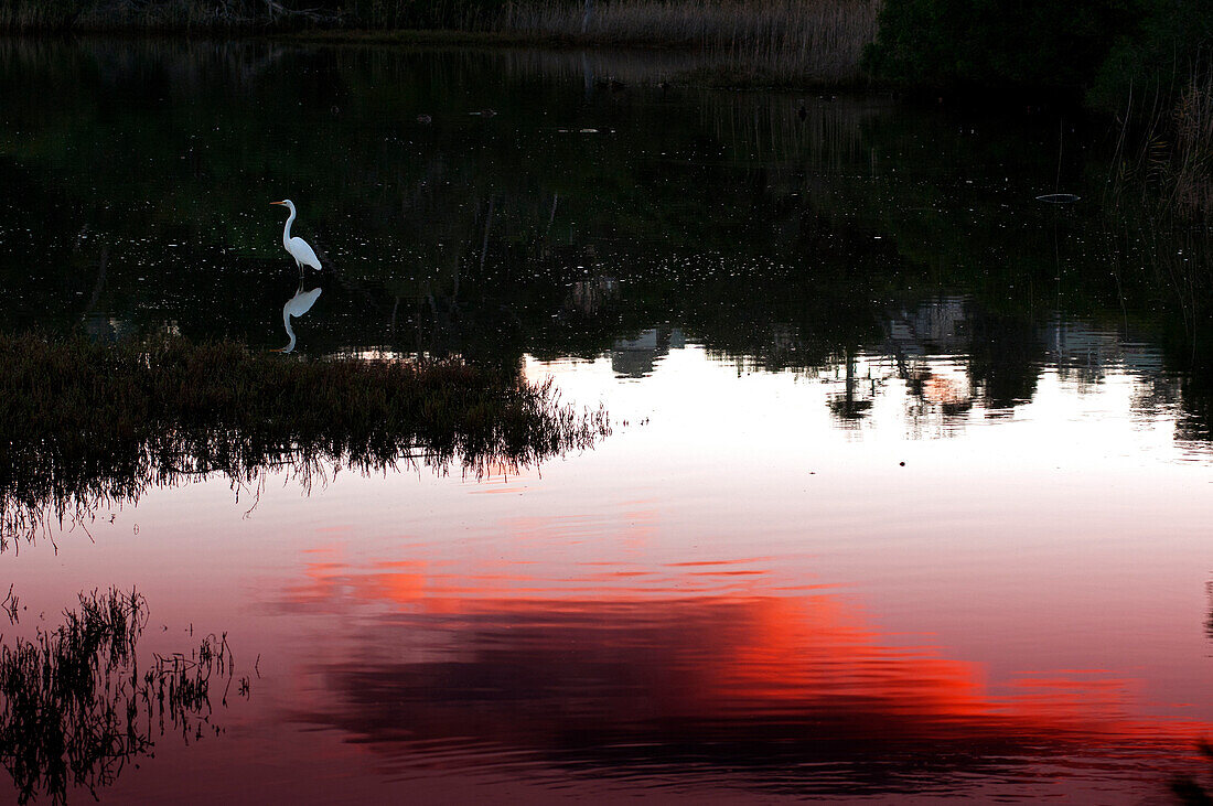 Heron in the Mallacoota Inlet, Croajingolong National Park, Victoria, Australia