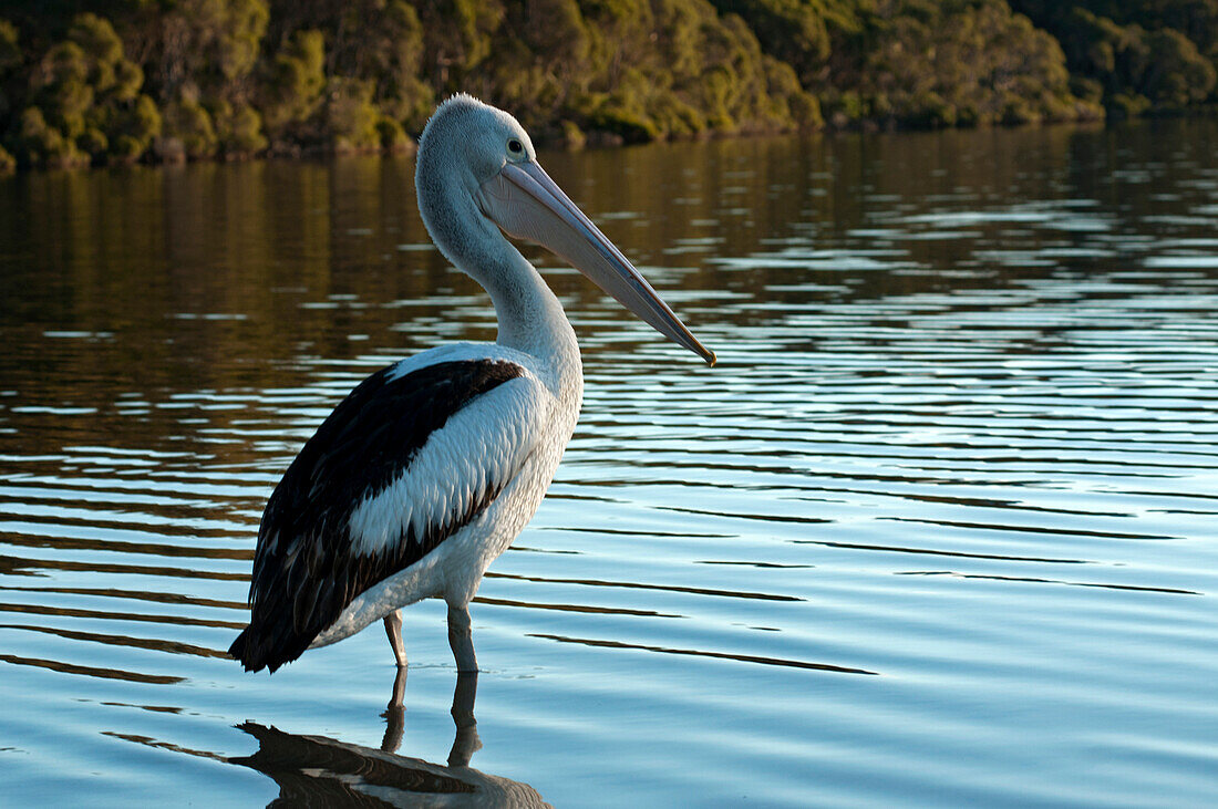 Pelican in the Mallacoota Inlet, Croajingolong National Park, Victoria, Australia