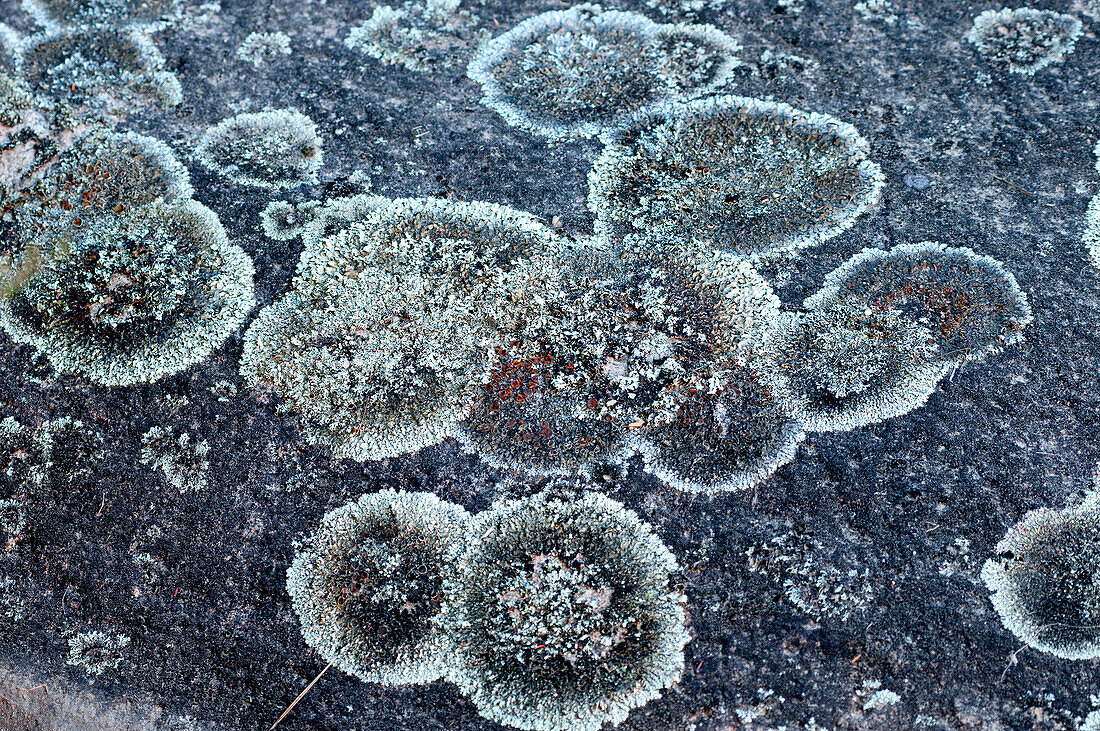 Lichen covered granite rocks along the Genoa River, Coobracambra National Park, Victoria, Australia