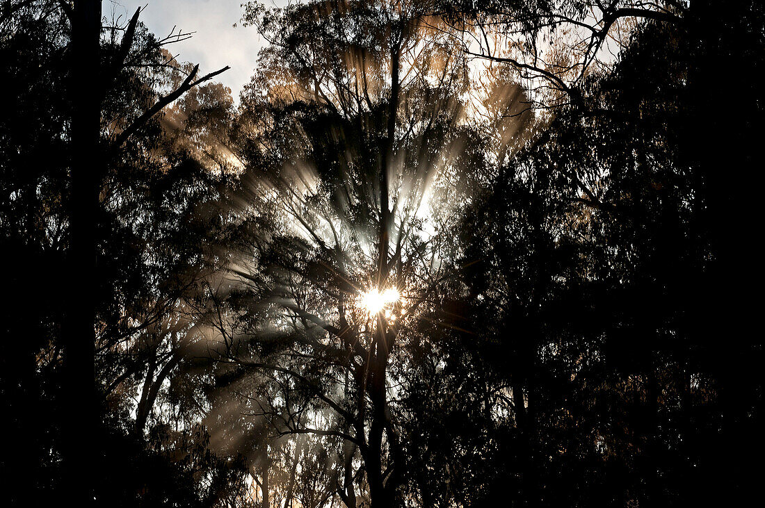 Morgenstimmung im Urwald, East Gippsland, Victoria, Australien