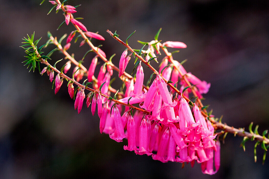 Blühende Heide, Coobracambra Nationalpark, Victoria, Australien