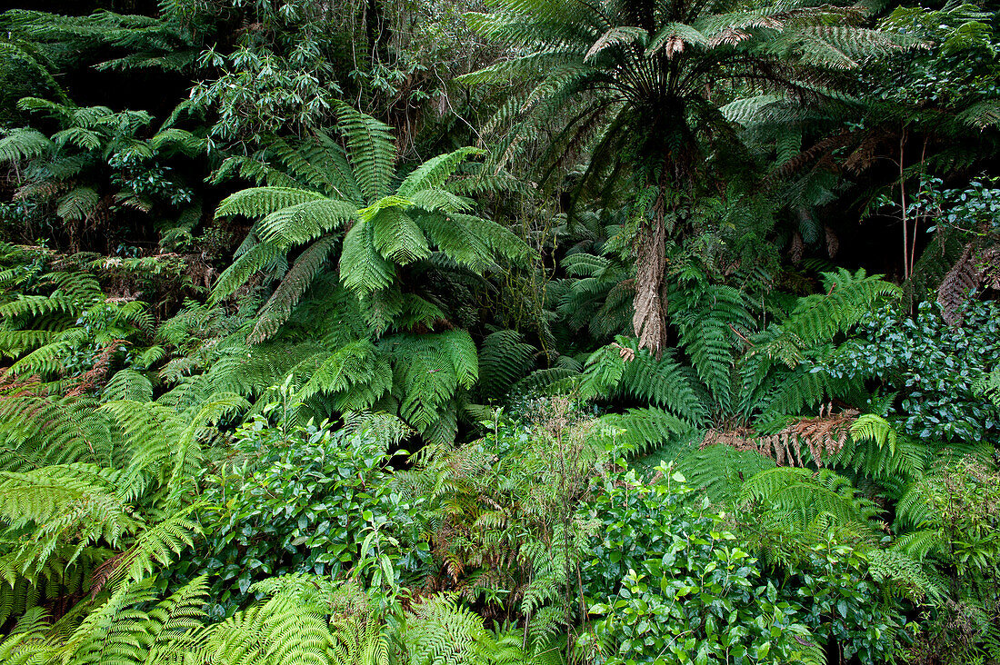 Kühltemperierter Regenwald, Errinundra Nationalpark, Victoria, Australien