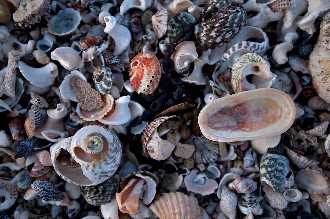 Cape Conran, shells on the beach at West Cape, East Gippsland, Victoria, Australia