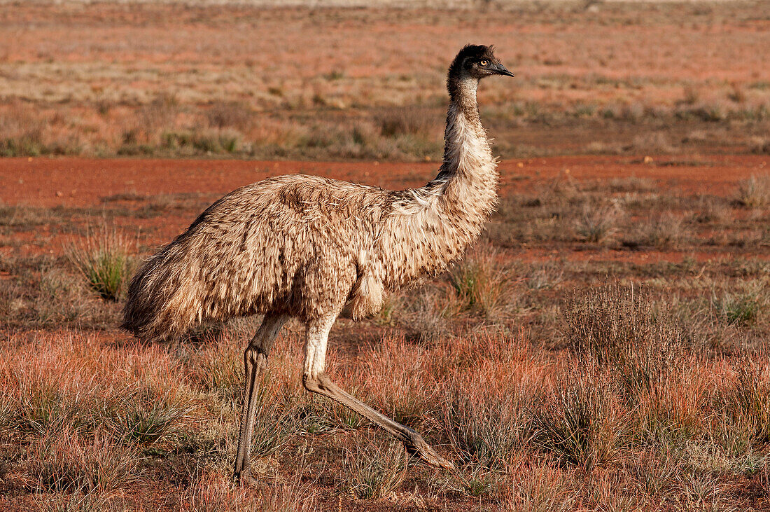Emu, Flinders Ranges, Südaustralien, Australien
