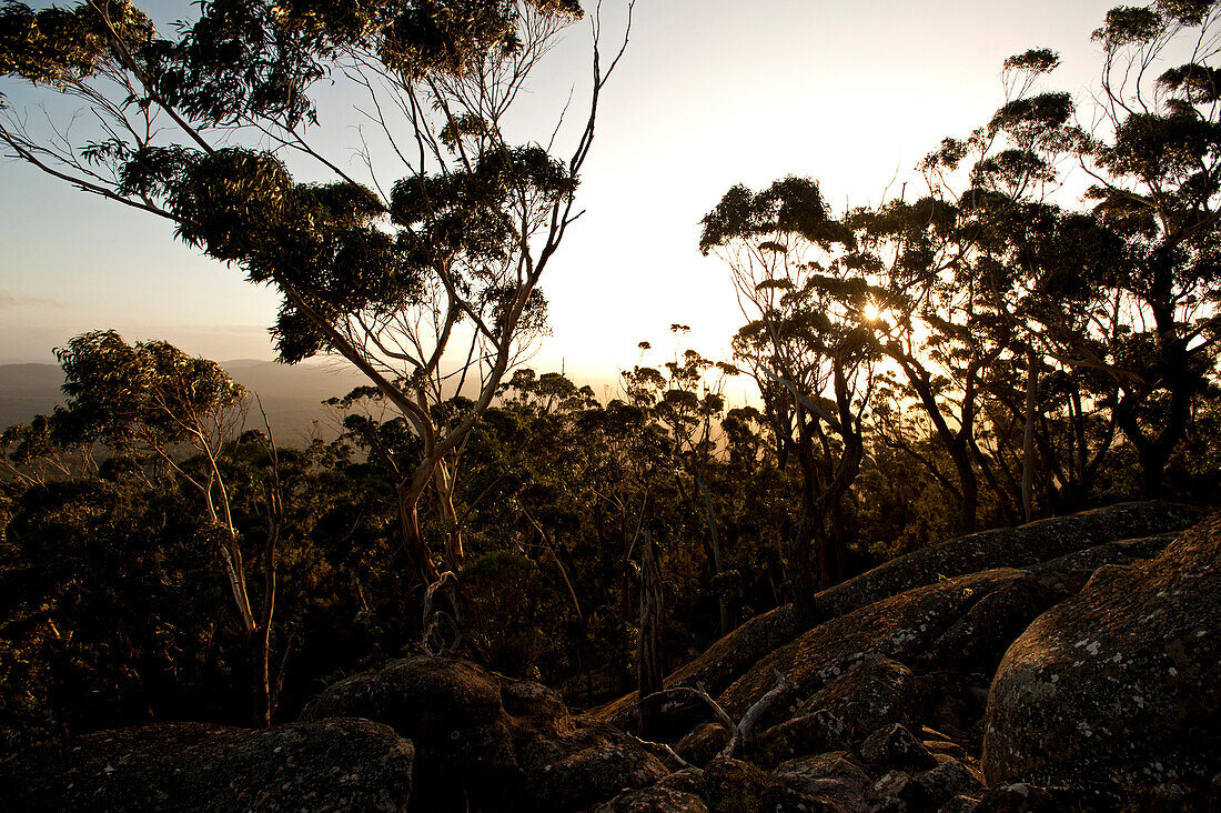 Eukalyptuswald nahe dem Gipfel des Genoa Peak, Croajingolong Nationalpark, Victoria, Australien