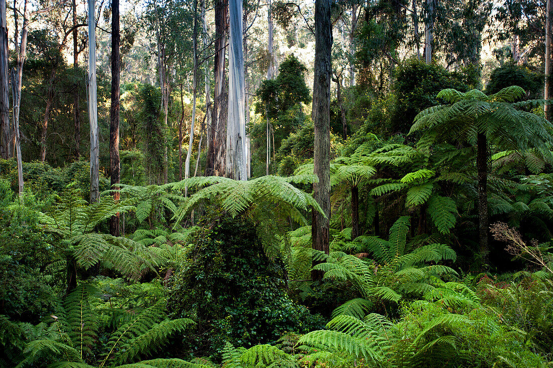 Üppiger Wald in der Martins Creek Reserve, East Gippsland, Victoria, Australien