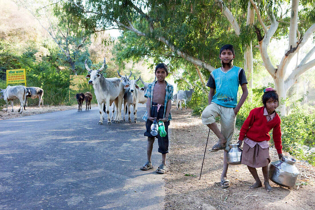 Children with their cebu cattle herd on the way to Ranakpur Temple, Ranakpur, Rajasthan, India