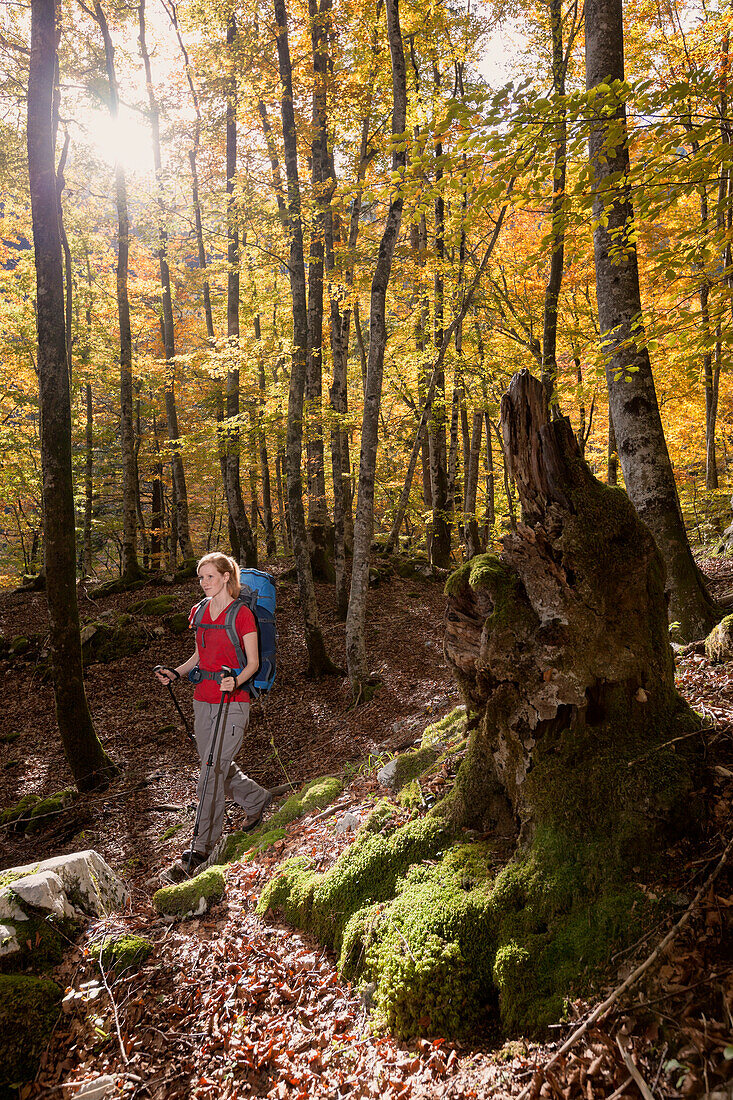 Junge Frau mit Rucksack wandert durch Buchenwald im Herbst, Nationalpark Triglav, Slowenien