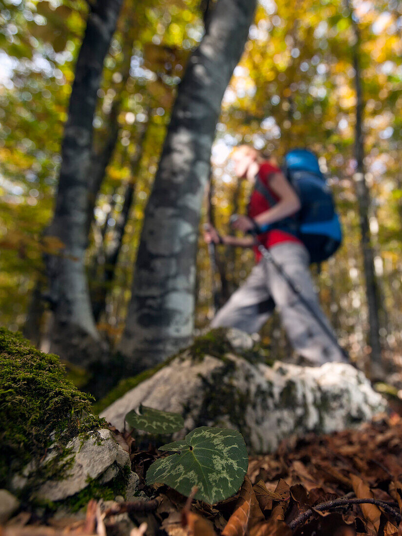 Young woman with backpack hiking through beech forest in autumn, Triglav National Park, Slovenia