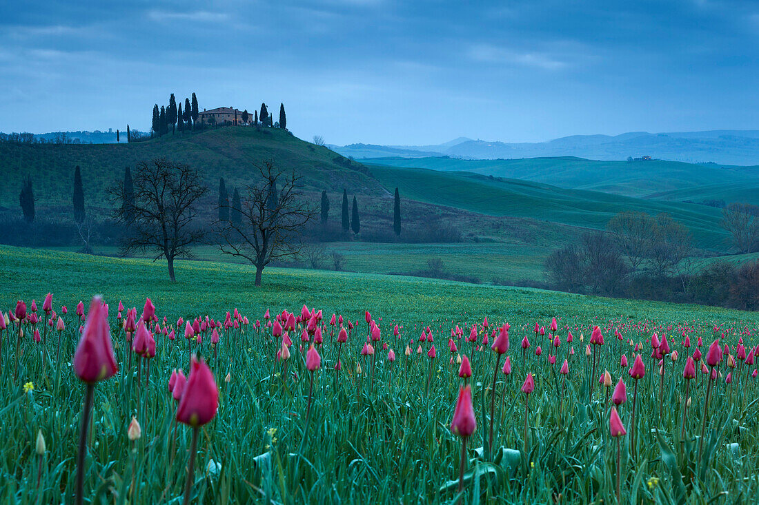 Hügellandschaft mit Tulpen im Orciatal, San Quirico d Orcia, Toskana, Italien